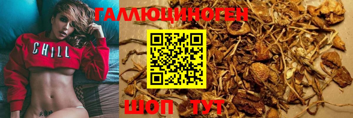 Псилоцибиновые грибы Psilocybine cubensis Зерноград
