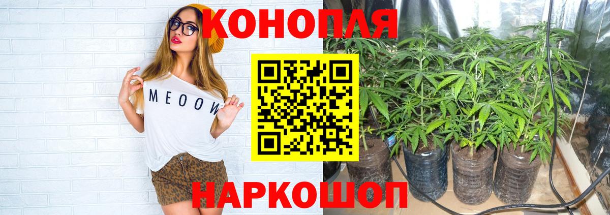 Конопля сатива Зерноград